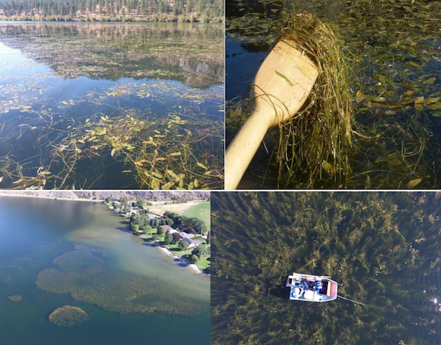 Creek sediment filling lake